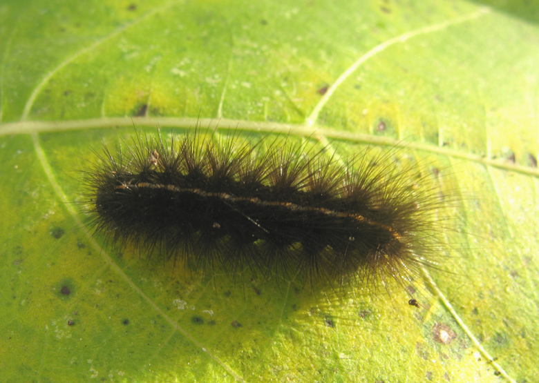 larva da identificare